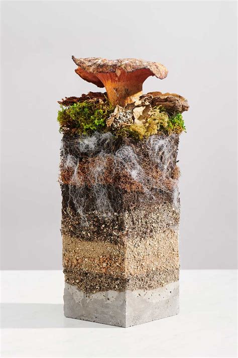 mylo mycelium